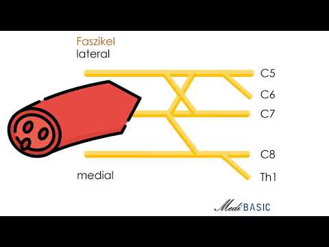 Plexus Brachialis - ALLE Nerven einfach merken! (Medi BASIC)
