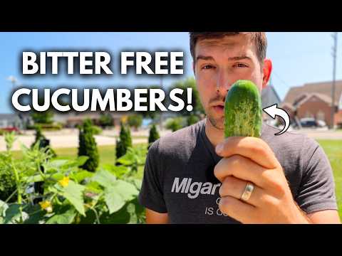 5 Reasons Your Cucumbers are BITTER And How to Fix It