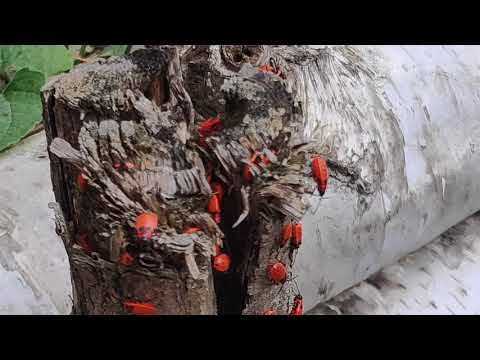 Užasne crvene bubice - Vatrene stenice