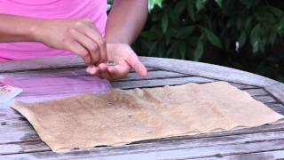 How to Germinate Zinnia Seeds With Plastic Bags & Paper Towels : Garden Seed Starting