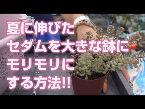 園芸 ガーデンセダム