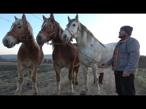 Caii lui Sergiu de la Borsa Catun, Cluj - 2022 Nou!!!