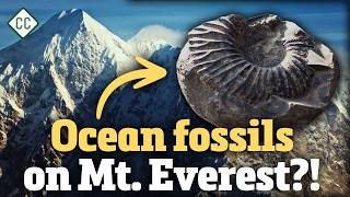 Marine fossils discovered at high elevation on Mount Everest, showing ancient ocean invertebrates