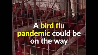 Bird flu pandemic looms