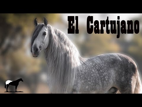 , title : 'La Elite De Los Caballos Pura Raza Española 🐴-Del Cerro Soy'