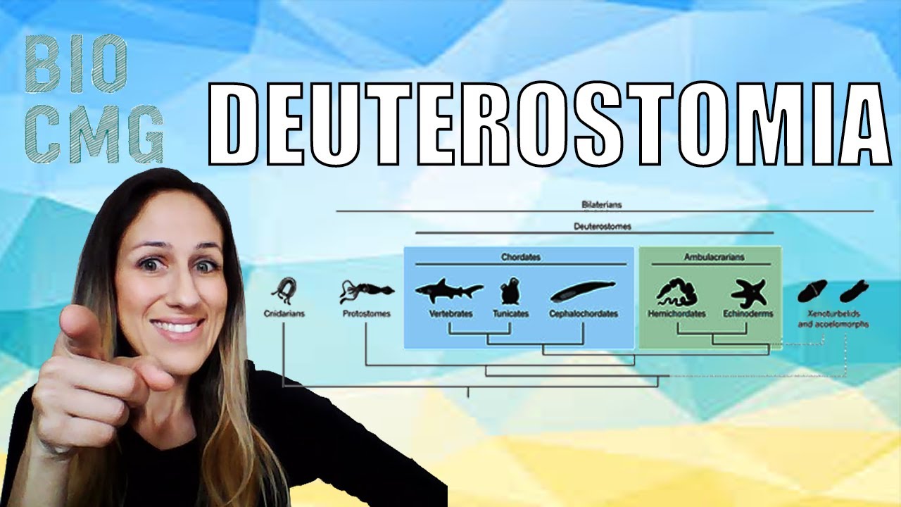 Deuterostomados - Quem são e principais características