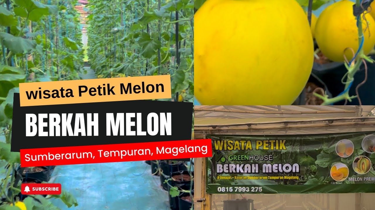 Pelatihan Budidaya Melon