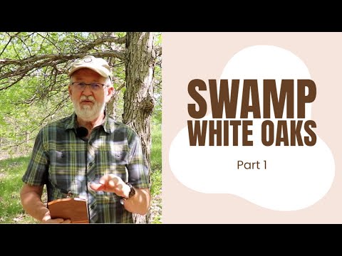 , title : 'Swamp White Oaks Part 1 | Mark Coggeshall'