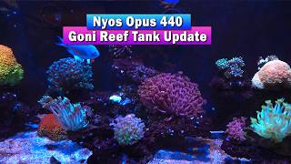 Goniopora Garden - Nyos Opus 440 Reef Tank Update