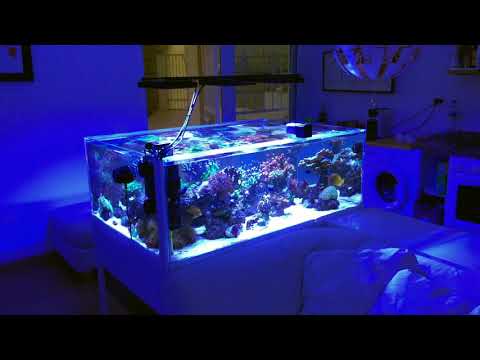 Sps mixed Reef tank without sump-Tenerife south 12.2017