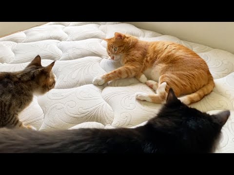 NEW Kittens Meeting the Big Cats of the House!