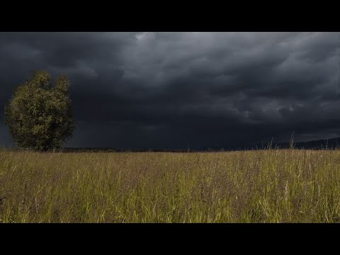 Summer Thunderstorm in Windy Field | Calm Before the Storm | 3 HOURS