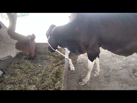 jassi cross cow#taqwa Punjab TV#raabta number 0301 2888250/28/6/23