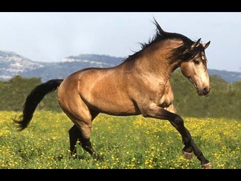 FREE STREAM Rick and Morty S4E1 PROMO VIDEO