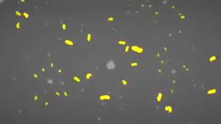 ek kadam swachhata ki or