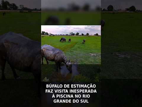 Búfalo de Estimação Dá Mergulho Inusitado em Piscina no RS #Shorts