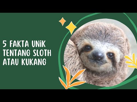 5 fakta unik tentang sloth atau Kukang