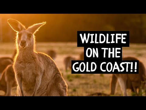 Where to find WILDLIFE on the Gold Coast!!