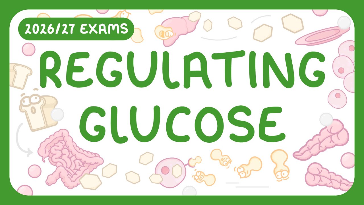GCSE Biology - Regulating Glucose | Glucose & Glycogen & Glucagon | Blood Glucose Graphs