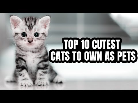 Top 10 Most Cutest Cats To Own As Pets  l THE MOST CUTEST CAT BREEDS IN THE WORLD
