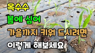 옥수수 봄에 심어 가을까지 키워먹는 방법 옥수수심는간격 옥수수모종키우기 텃밭농사