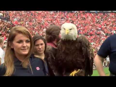 Jacksonville State vs AUBURN Highlights with Radio Calls, Post Soundbites