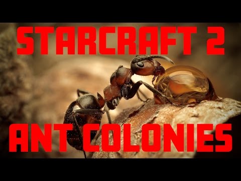 StarCraft 2: Ant Colonies