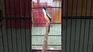 Download lagu TOET TOET AMPUH pancingan cendet macet, semua jenis cendet PASTI NYAUT mp3 Download lagu TOET TOET AMPUH pancingan cendet macet, semua jenis cendet PASTI NYAUT mp3