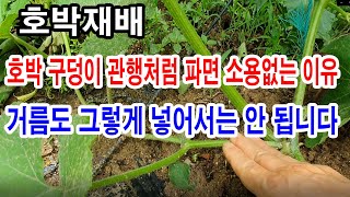 호박재배, 호박 구덩이 관행처럼 파고 거름 주면 소용없는 이유 (호박 심기, 호박구덩이 파기, 호박 거름 넣…
