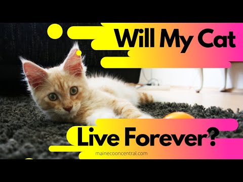 Maine Coon Lifespan: How Long Do Cats Live?