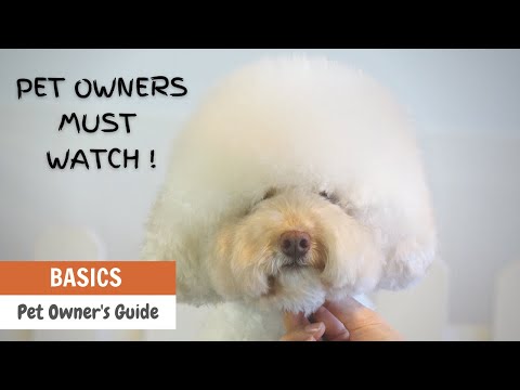 PET OWNERS MUST WATCH!  FREE TIPS for Basic Grooming DO-IT-AT-HOME GUIDE | ASIAN CUTE DOGS