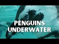 Have You Ever Seen Penguins Fly Underwater