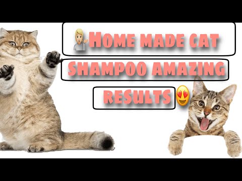 Homemade cat/kitten shampoo results |smoothing hair cat  |best cat shampoo with natural ingredients