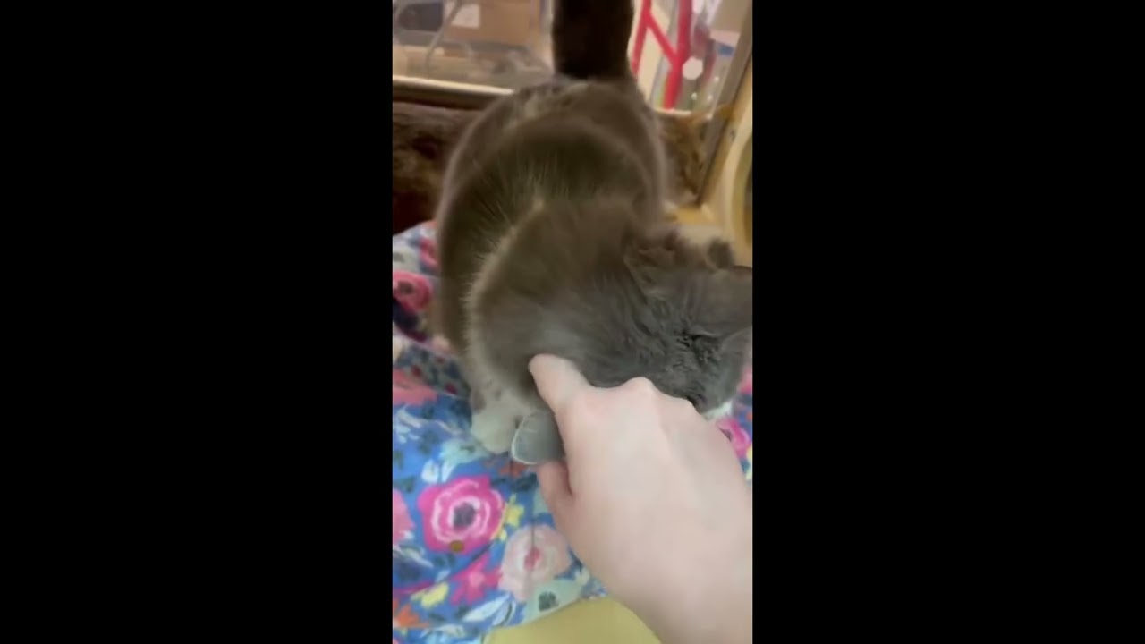 Enlarge Tessa, a Adoptable Domestic Medium Hair in Woodbridge, ON video 6/6