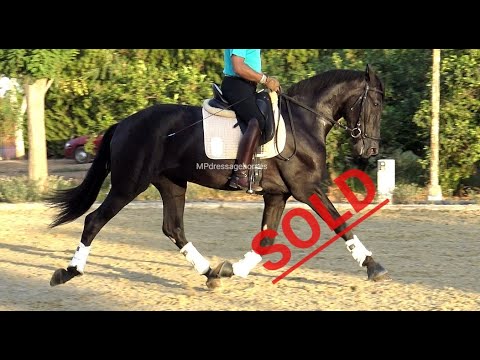 *SOLD* TOP Black Mare 2017, FEI Potential - 1,67 m | #MP286