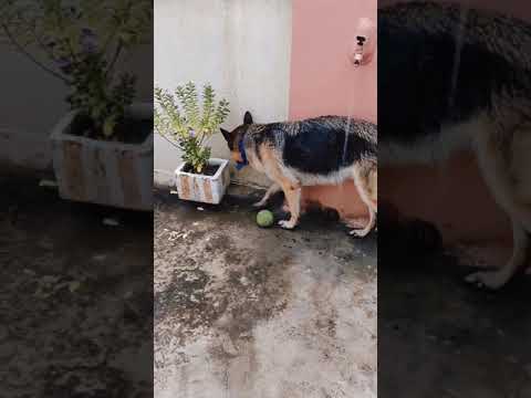 After playing bath #shorts Kritika and animals #dogs #gsd