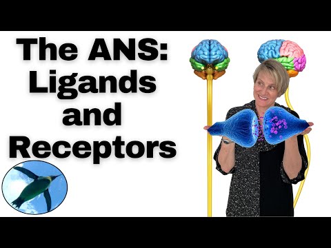 The Autonomic Nervous System:  The Ligands and Receptors 🐧