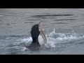 Cormorant Eating Eel
