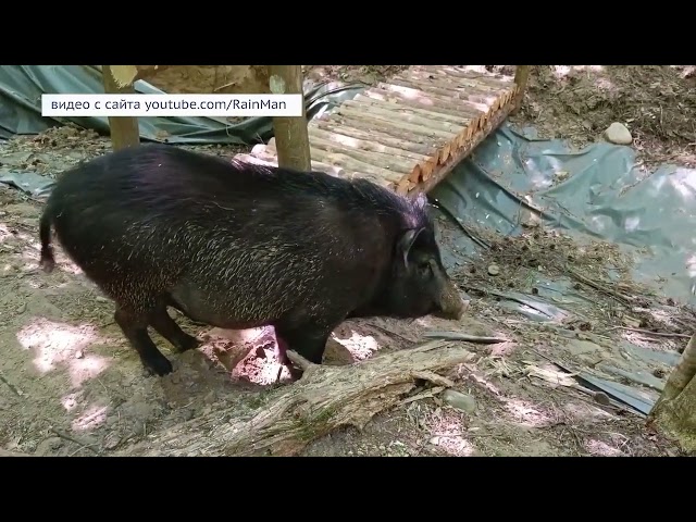 Трихинеллёз обнаружен в Усольском районе