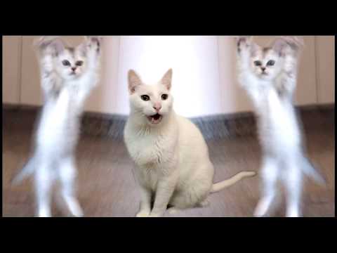 Cats Sing Hokey Pokey - Cats Version - Singing Cats