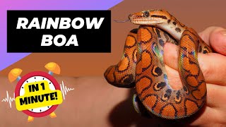 Rainbow Boa - In 1 Minute! 🐍 One Of The Most Beautiful Snakes In The World | Animal Planet Videos