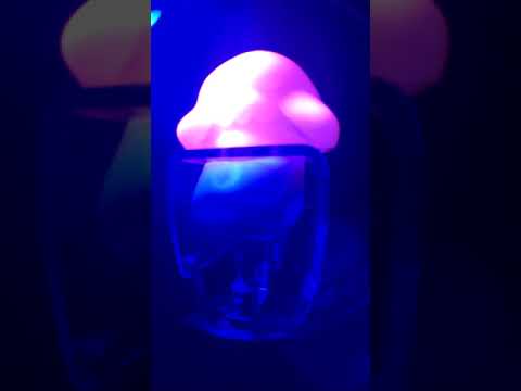 Amnesia Scanner - Live at Appleville