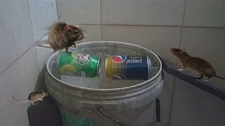 how to make rat