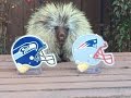Teddy Bear the Porcupine Predicts Super Bowl.