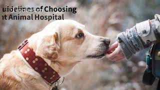 Guidelines of Choosing Right Animal Hospital