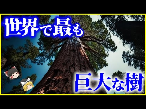 マウンテンセコイア、ジャイアントセコイア 植物