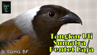 Download lagu Tangkar Uli Sumatra aka Pentet Raja , Seharian nembak berisik 👍🏻 ~ Sumatran Treepie ❤ mp3