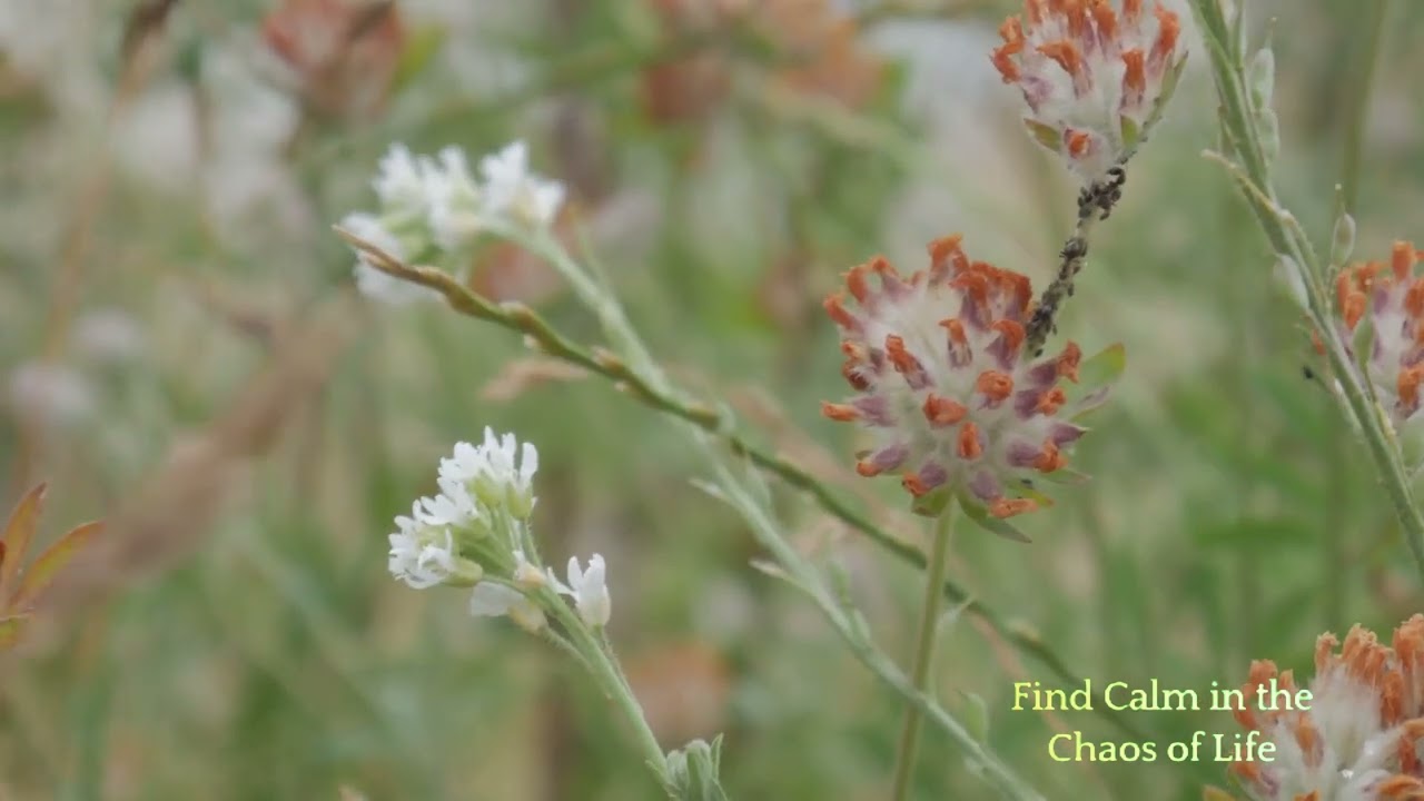 AI Meditation: A Revolutionary Approach for Stress and Sleep Management