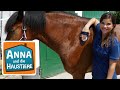 Anna Lernt Reiten 1 Die Erste Reitstunde Anna Und Die Haustiere