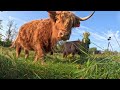 A Peaceful Day With My Farm Animals